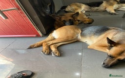 German Shepherd dogs for sale: Beautiful 4 month female German shepherd in hull   - Image 2