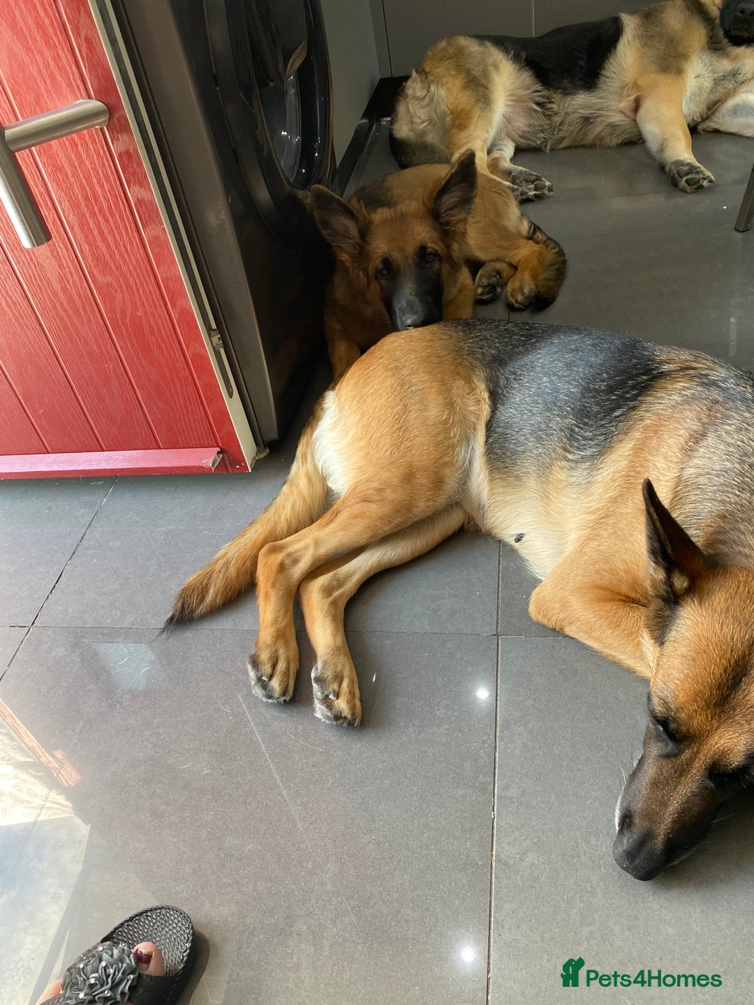 German Shepherd dogs for sale: Beautiful 4 month female German shepherd in hull   - Image 2