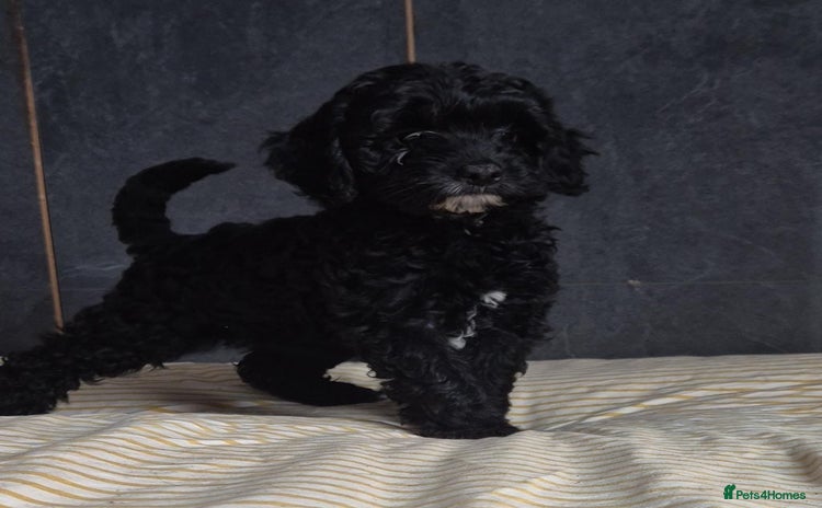 Cockapoo dogs - Advert 4