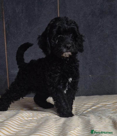 Cockapoo dogs - Advert 4