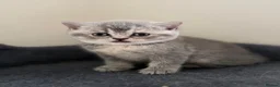British Shorthair cats for sale: Lovely British shorthair kittens  in Boston - Advert 19