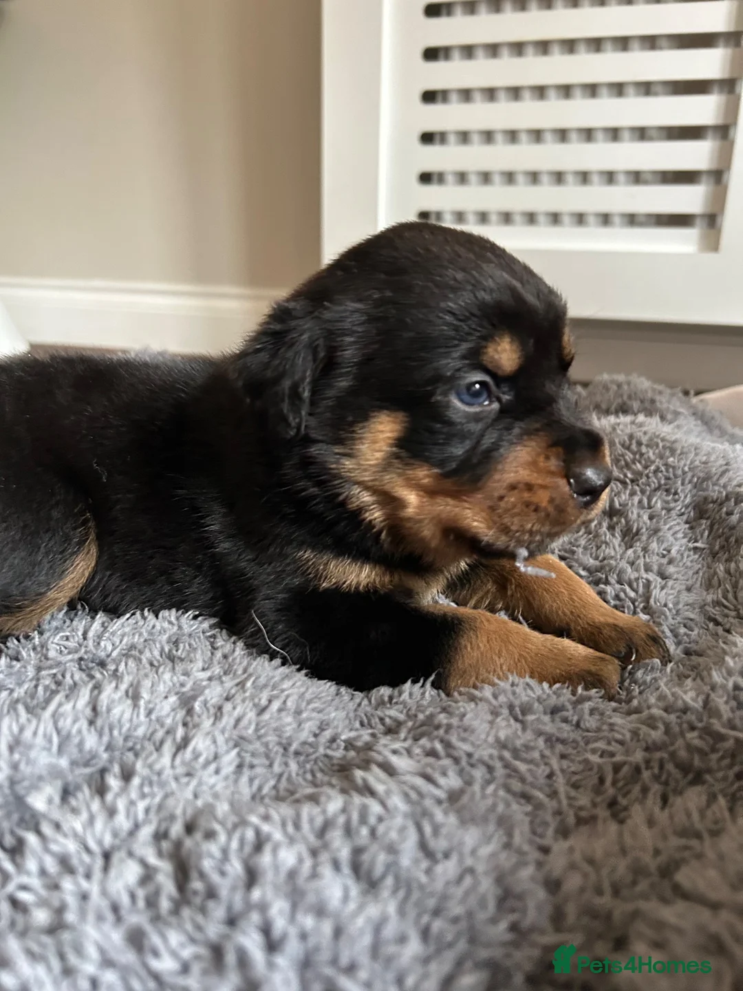 Rottweiler dogs for sale: Rottweiler puppies  - Advert 6