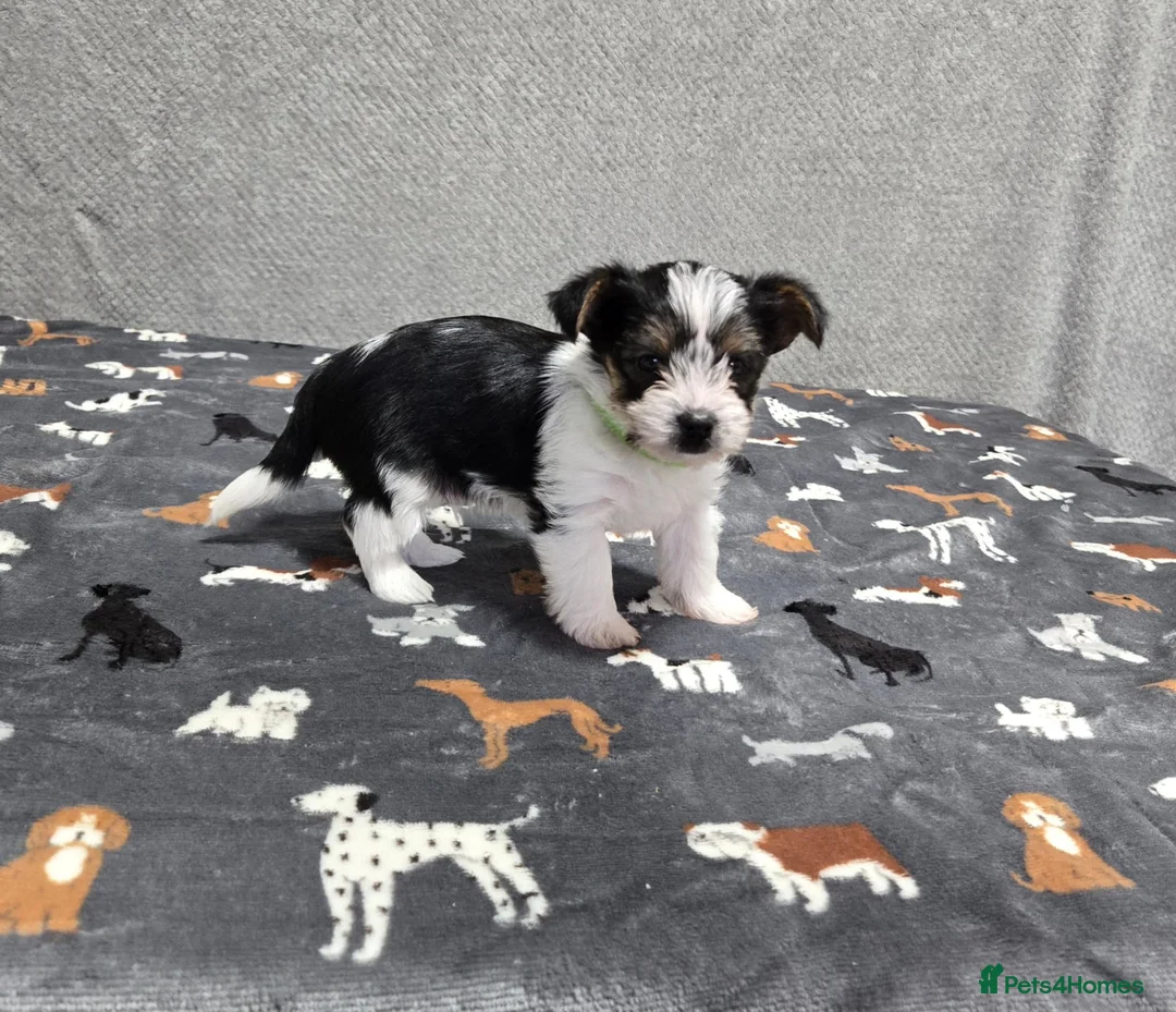 Biewer Terrier dogs for sale: Yorkie / Biewer Tri Coloured Puppies - Advert 7