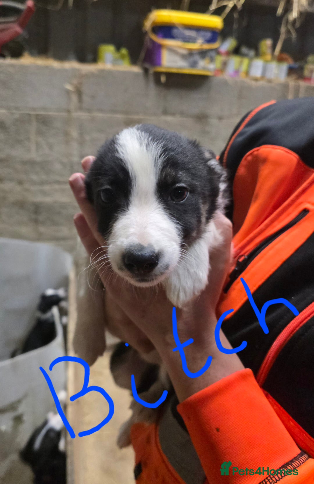 Border Collie dogs for sale: Border collie pups for sale - Image 6