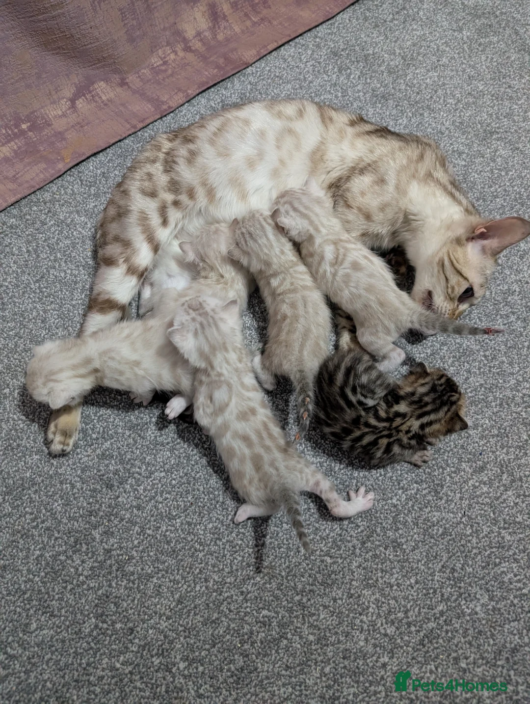 Bengal cats for sale: 6 beautiful blue eyes Bengal kittens - Advert 2