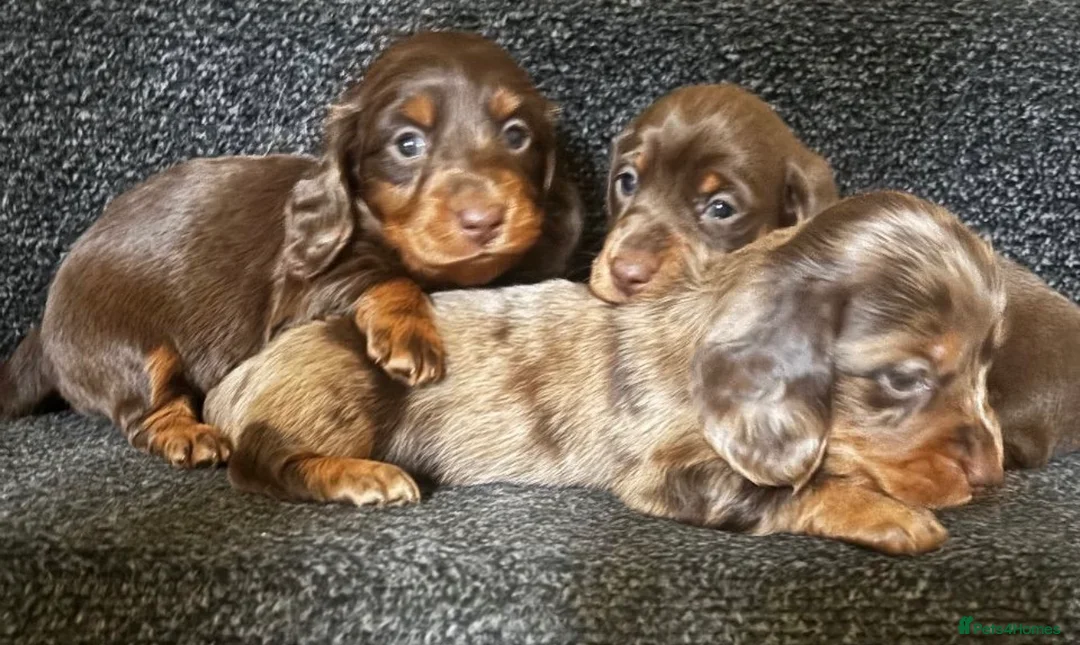 Dachshund dogs for sale: Miniature dachshund puppies 🐶long: smooth hair  - Advert 38