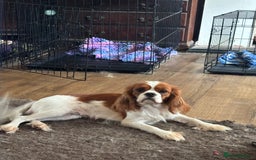 Cavalier King Charles Spaniel dogs for sale: Beautiful 11 month old cavalier puppy - Image 2