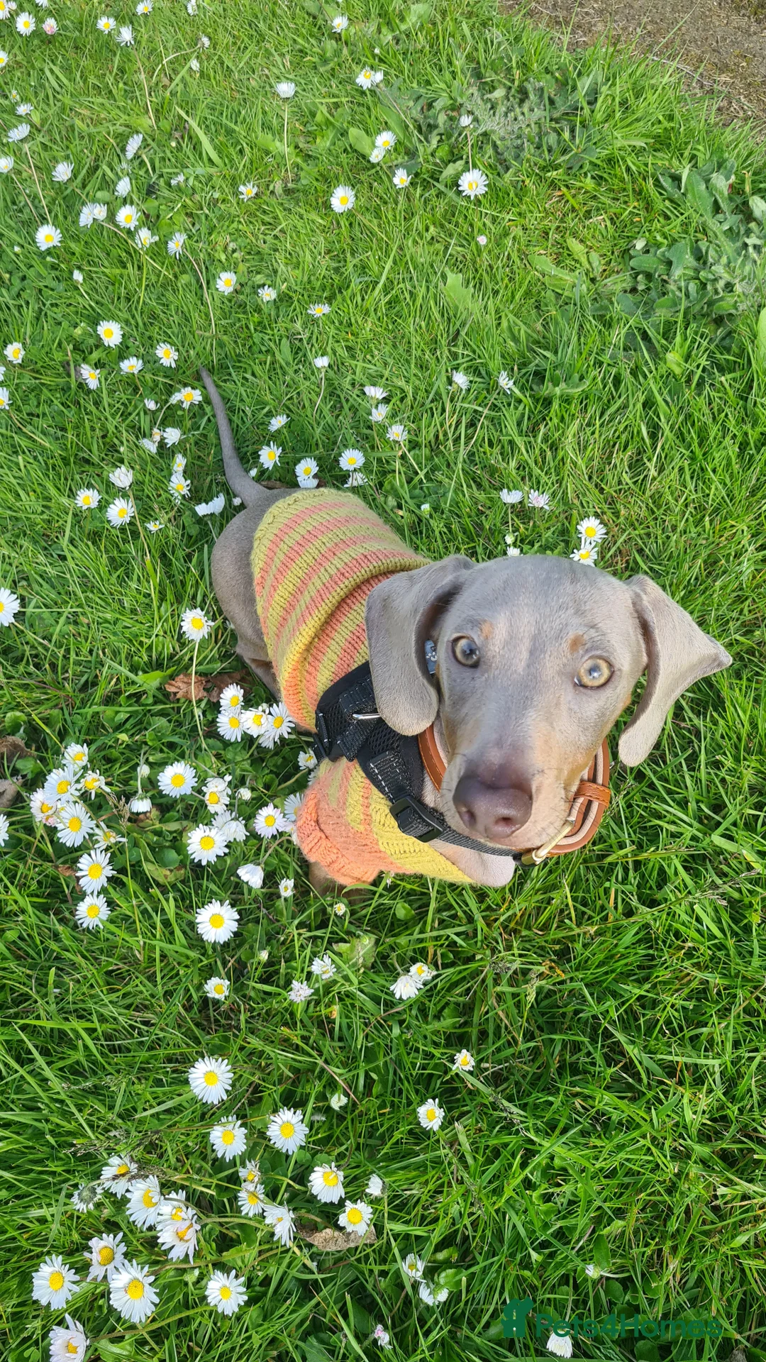 Miniature Dachshund dogs for stud: Stud dog available for studding - Advert 3