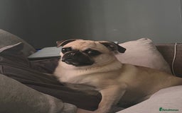 Pug dogs for sale: Female 2 year old pug for sale - Image 8