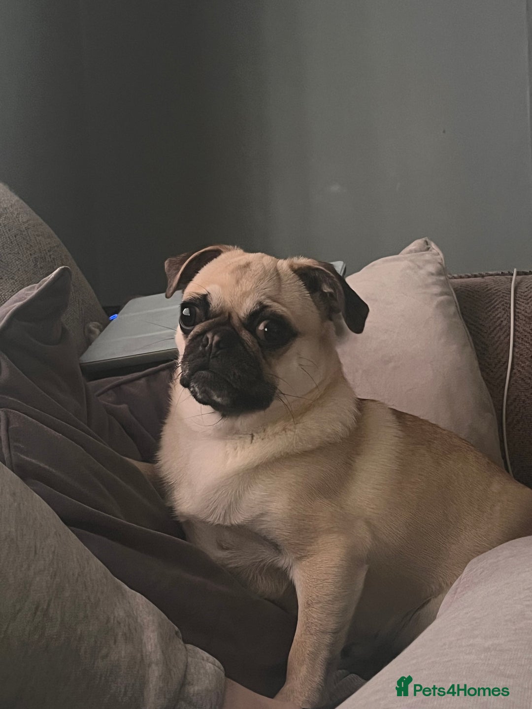 Pug dogs for sale: Female 2 year old pug for sale - Image 8