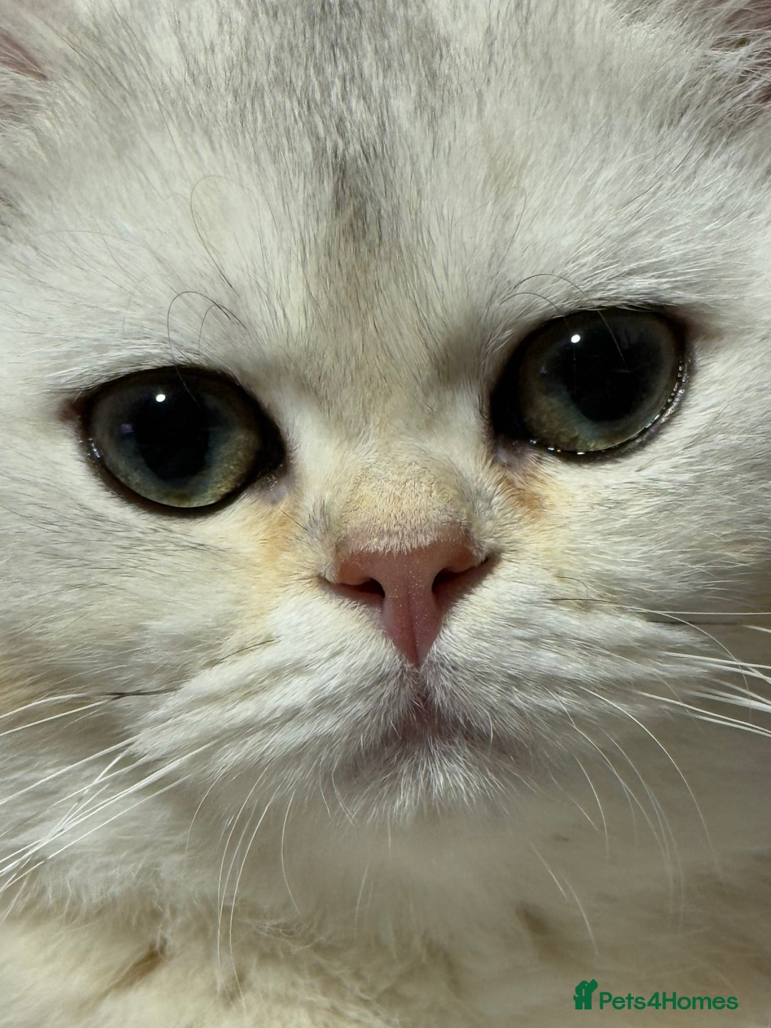 British Shorthair cats for sale: Silver shorthair girl with green eyes  - Image 3