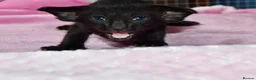 Oriental cats for sale: Black Oriental Male - Advert 6