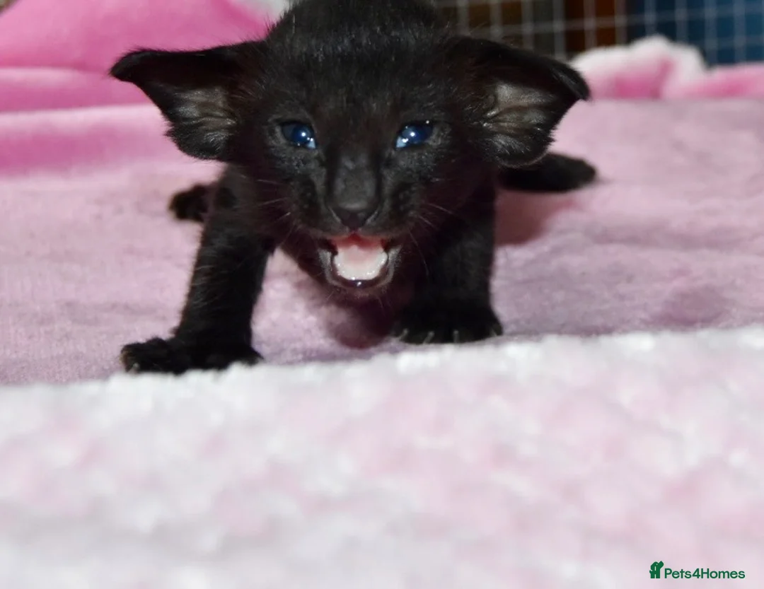Oriental cats for sale: Black Oriental Male - Advert 6