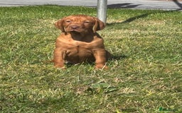Hungarian Vizsla dogs for sale: ⭐️One gorgeous little lady ⭐  - Image 1