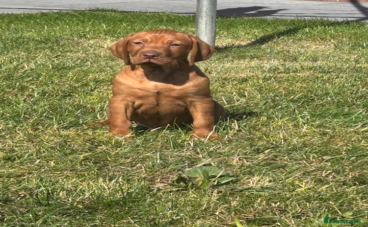 Hungarian Vizsla dogs - Advert 3