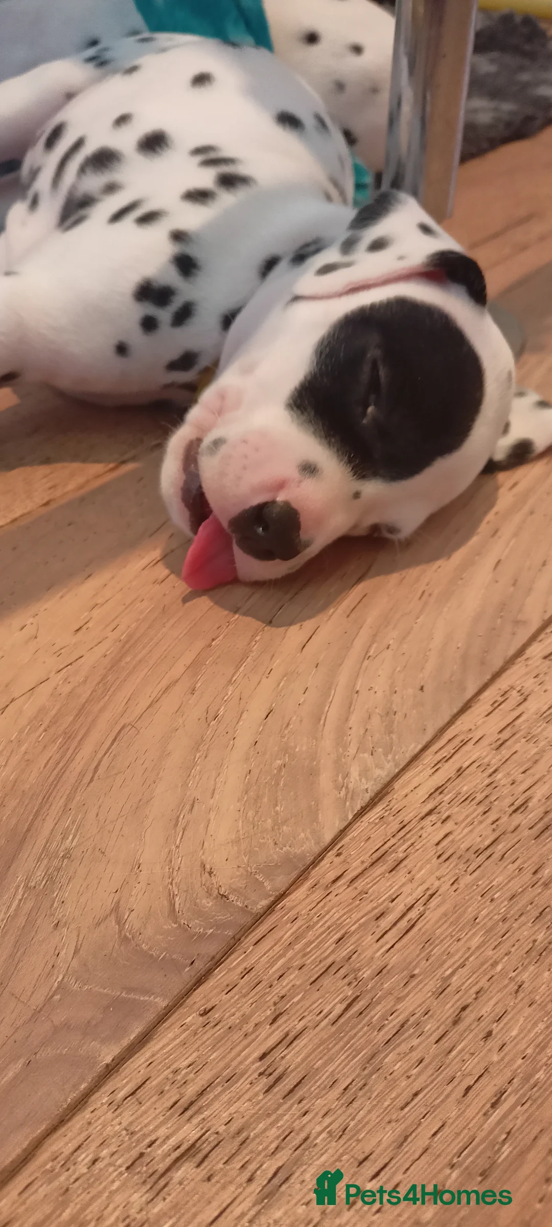 Dalmatian dogs for sale: Beautiful dalmatian puppies - Advert 4
