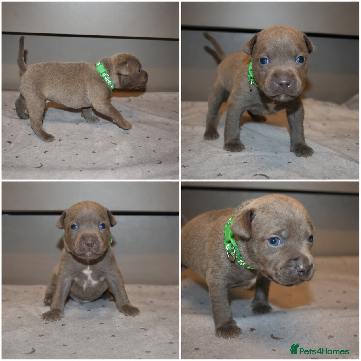 Staffordshire Bull Terrier dogs KC Staffordshire bull terrier pups  - Advert 2
