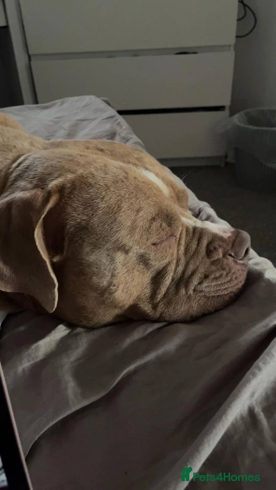 Mixed Breed dogs for sale: Mastiff x  - Advert 1