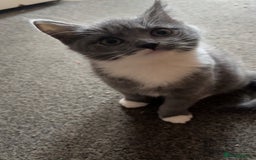 British Shorthair cats for sale: 2 blue British shorthair kittens - Advert 8