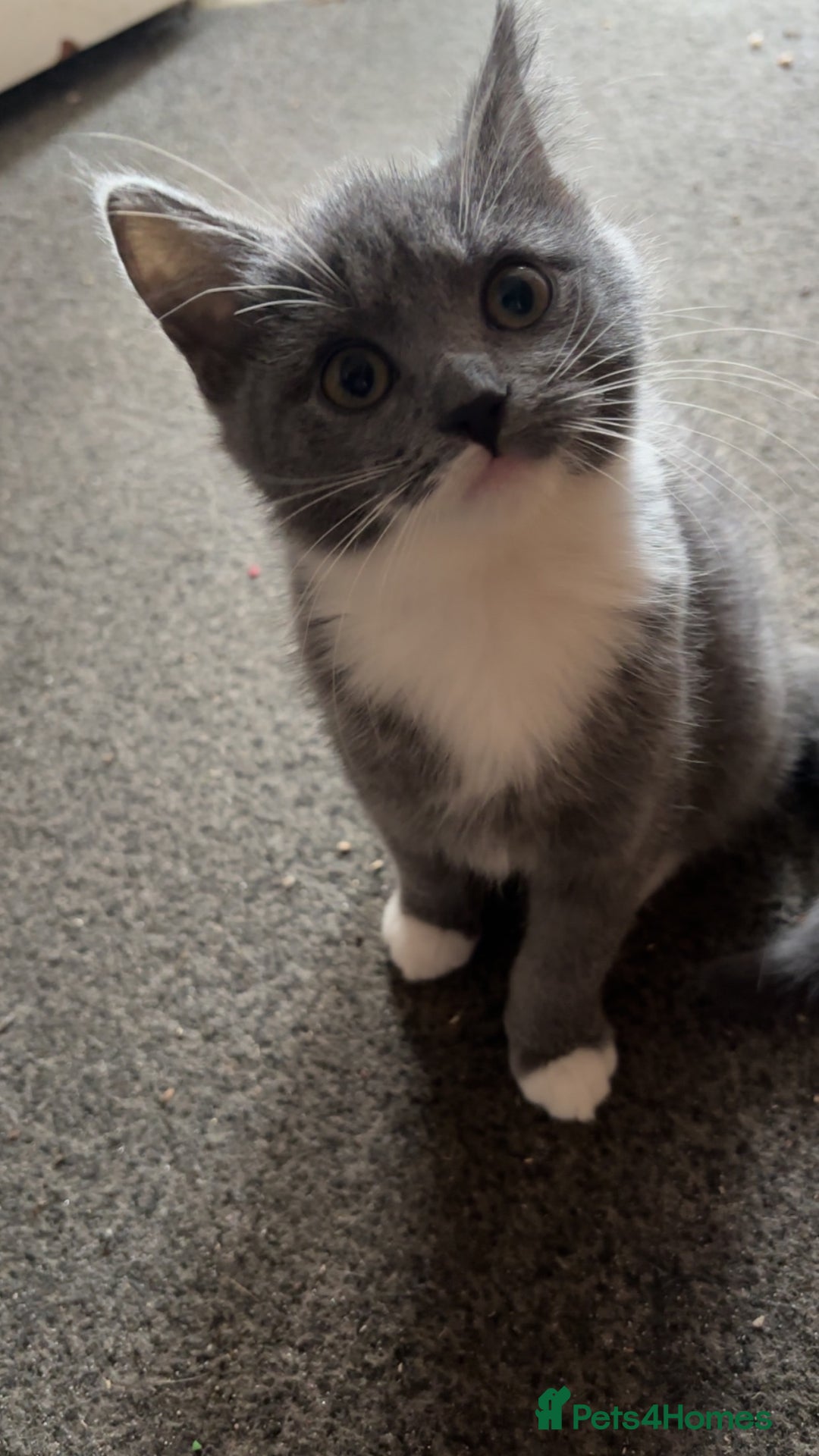 British Shorthair cats for sale: 2 blue British shorthair kittens - Advert 8