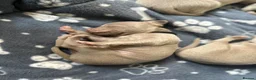 Weimaraner dogs for sale: Kc registered Silver Weimaraner puppies for sale  - Advert 31