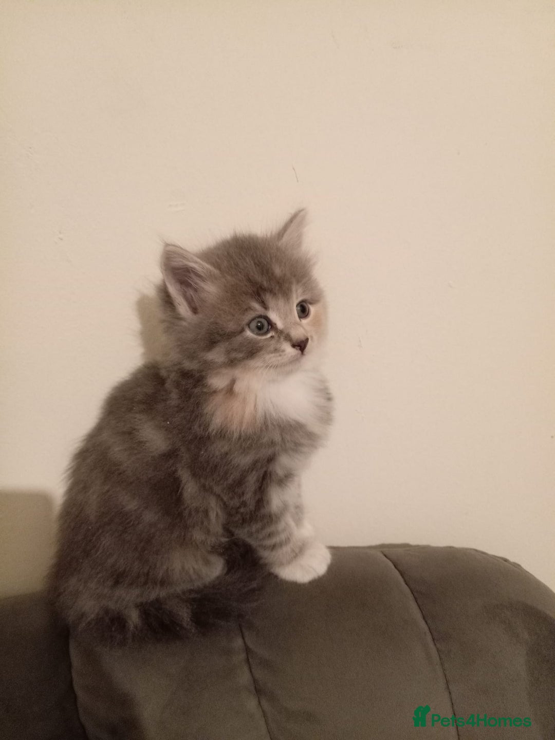 Mixed Breed cats for sale: Cute Kittens Looking For A Loving Home - Image 2