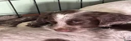 Cocker Spaniel dogs for sale: Remaining Male Cocker Spaniel Pups in Ullapool - Advert 24