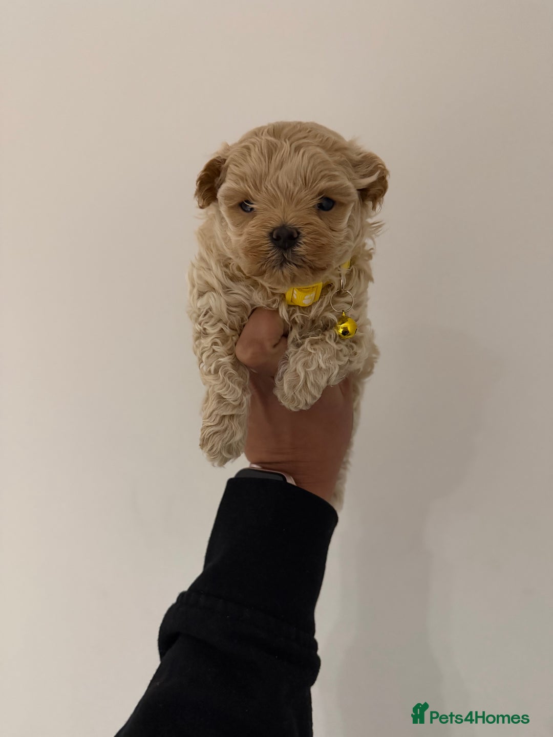 Maltipoo dogs for sale: Small Maltipoo puppy’s - Advert 21