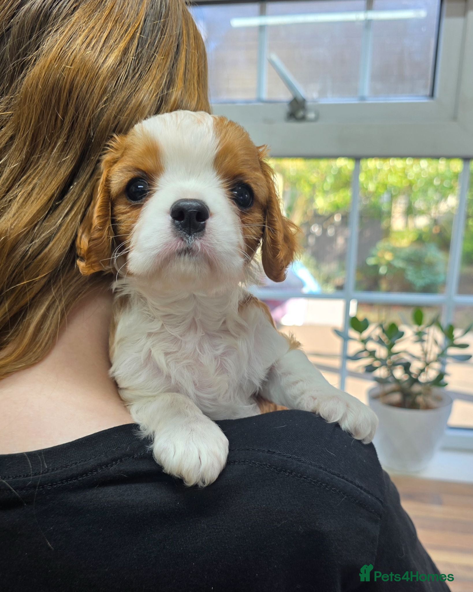 Cavalier King Charles Spaniel dogs Beautiful health tested cavalier pups - Advert 1