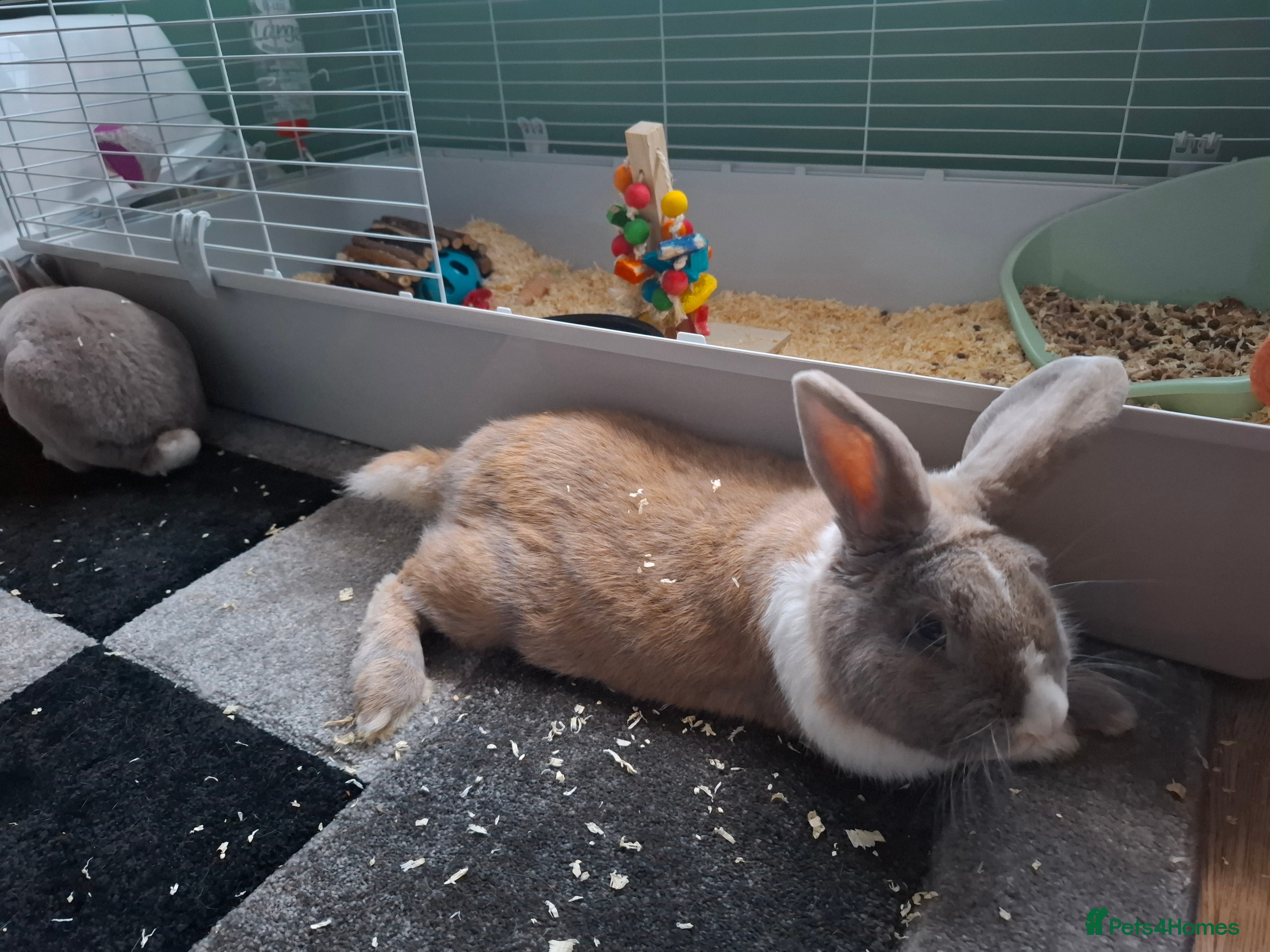 French Lop rabbits Continatal giant x french lop - Advert 1