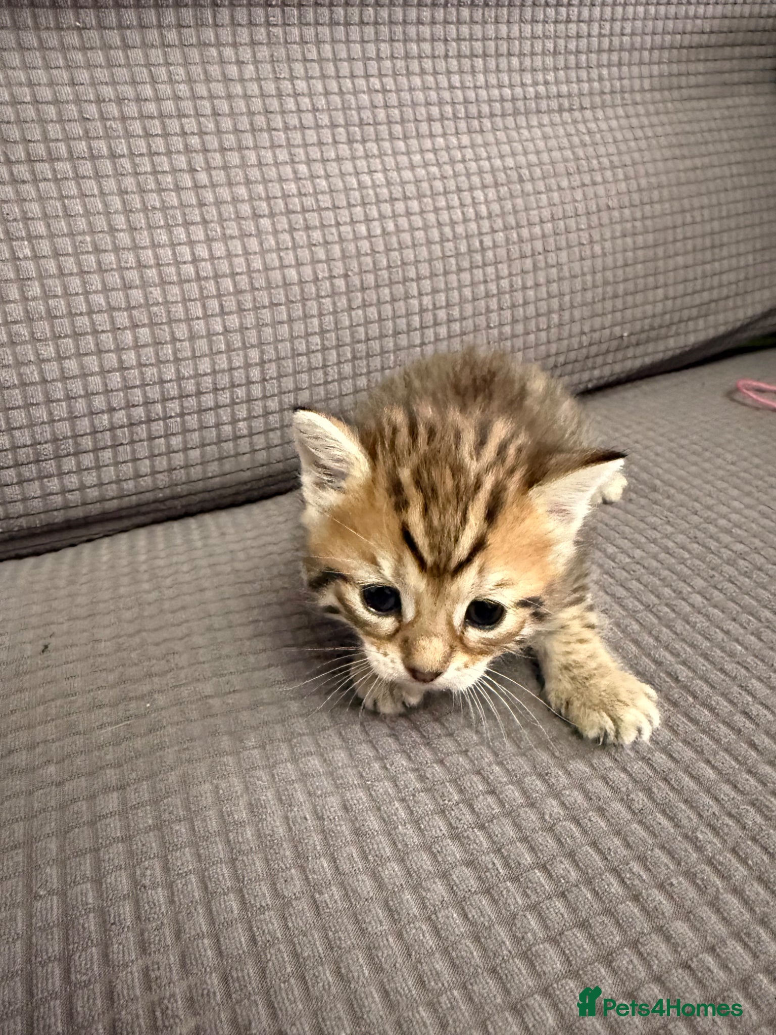 Mixed Breed cats for sale: Beautiful little kittens for sale - Advert 14