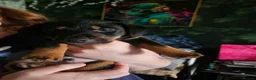 Jack Russell dogs for sale: Beautiful Black & Tan Jack Russell puppy's  - Advert 4