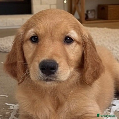 Golden Retriever dogs Health tested golden retrievers  - Advert 4
