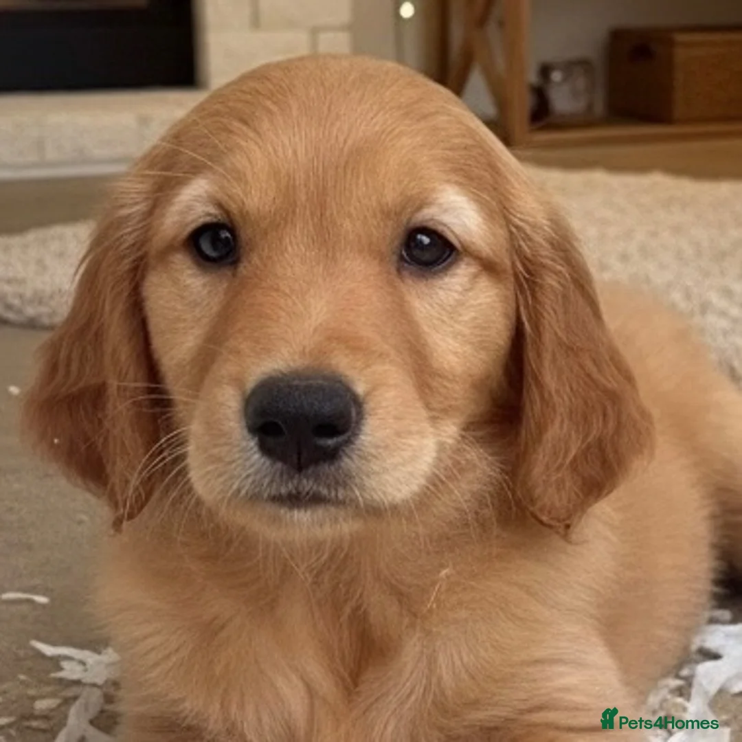 Golden Retriever dogs for sale: Health tested golden retrievers  - Advert 1