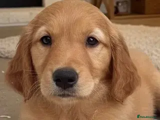 Golden Retriever dogs Health tested golden retrievers - Advert 4