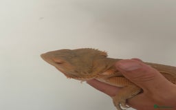Bearded Dragon reptiles for sale: Bearded dragons for sale  - Image 2
