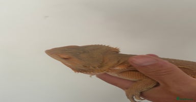 Bearded Dragon reptiles - Advert 15