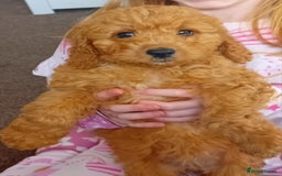 Cavapoo dogs for sale: 1 girl left - Image 4