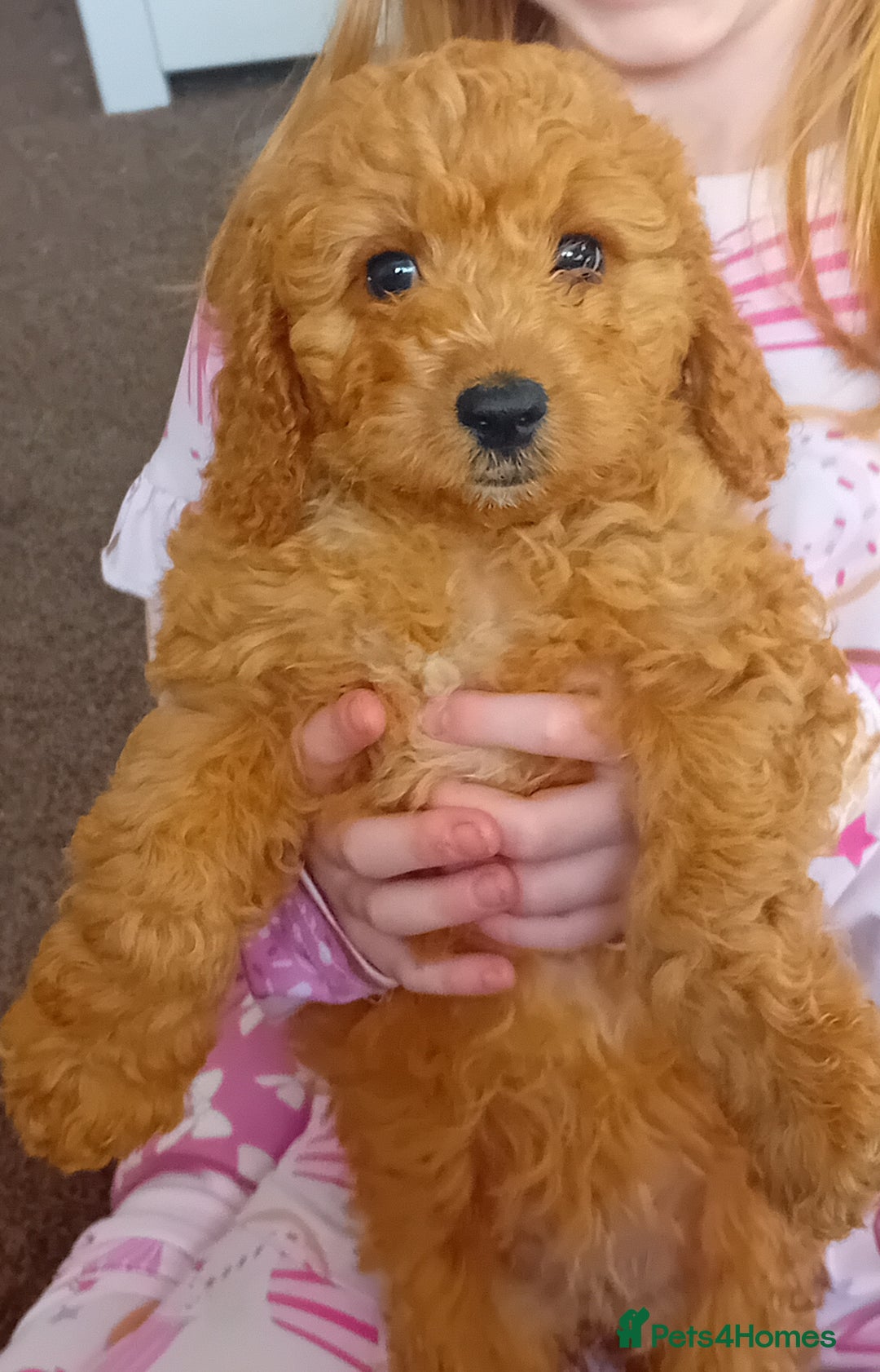 Cavapoo dogs for sale: 1 girl left - Image 4
