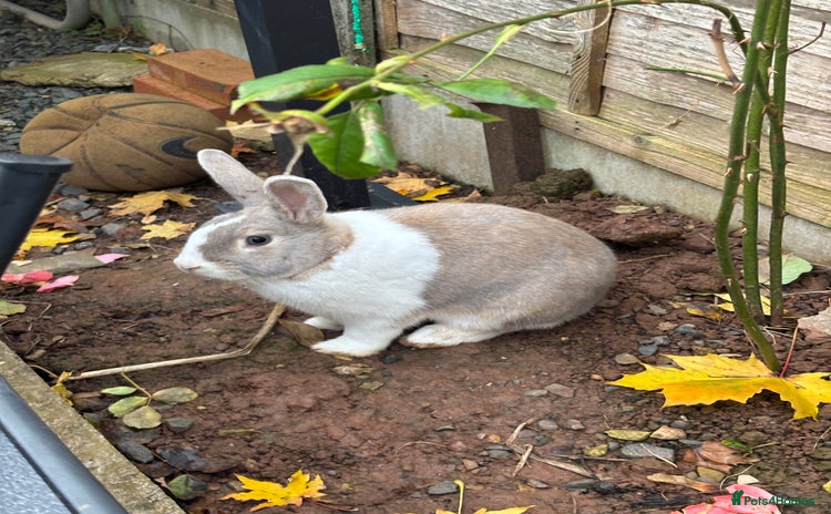 Dutch rabbits Thumper is  looking for a new home  - Advert 3