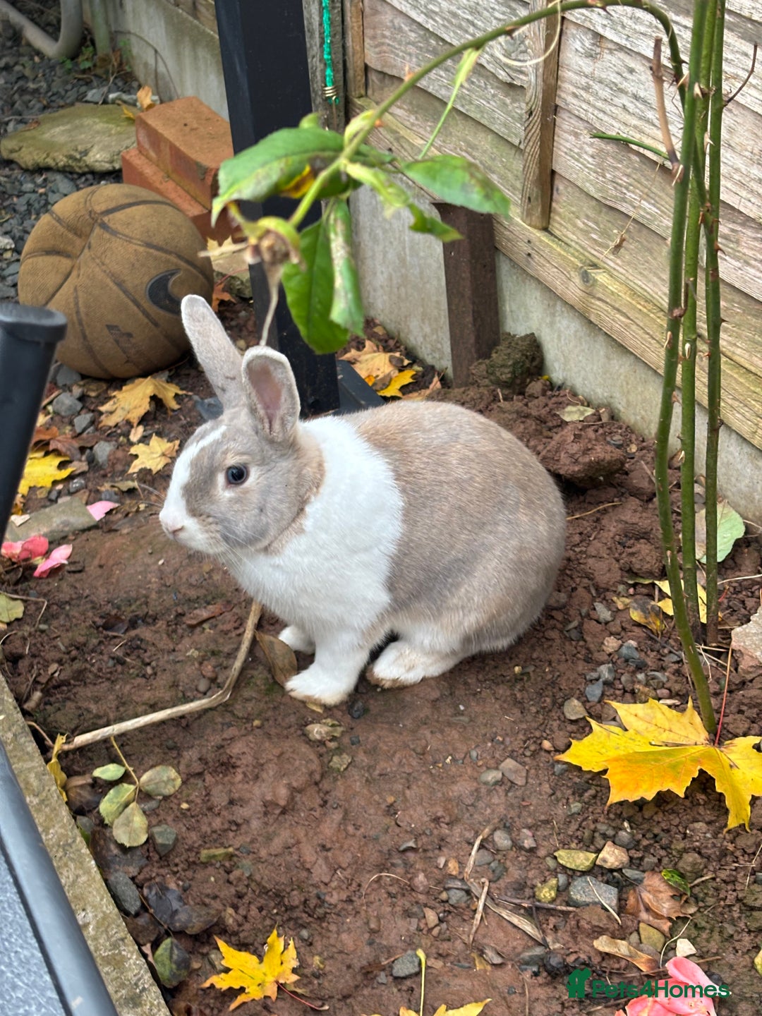 Dutch rabbits for sale: Thumper needs a new home 🌟 - Advert 1