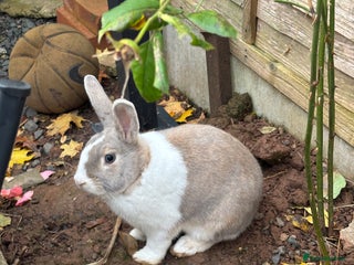 Dutch rabbits for sale: Thumper needs a new home 🌟 - Advert 1
