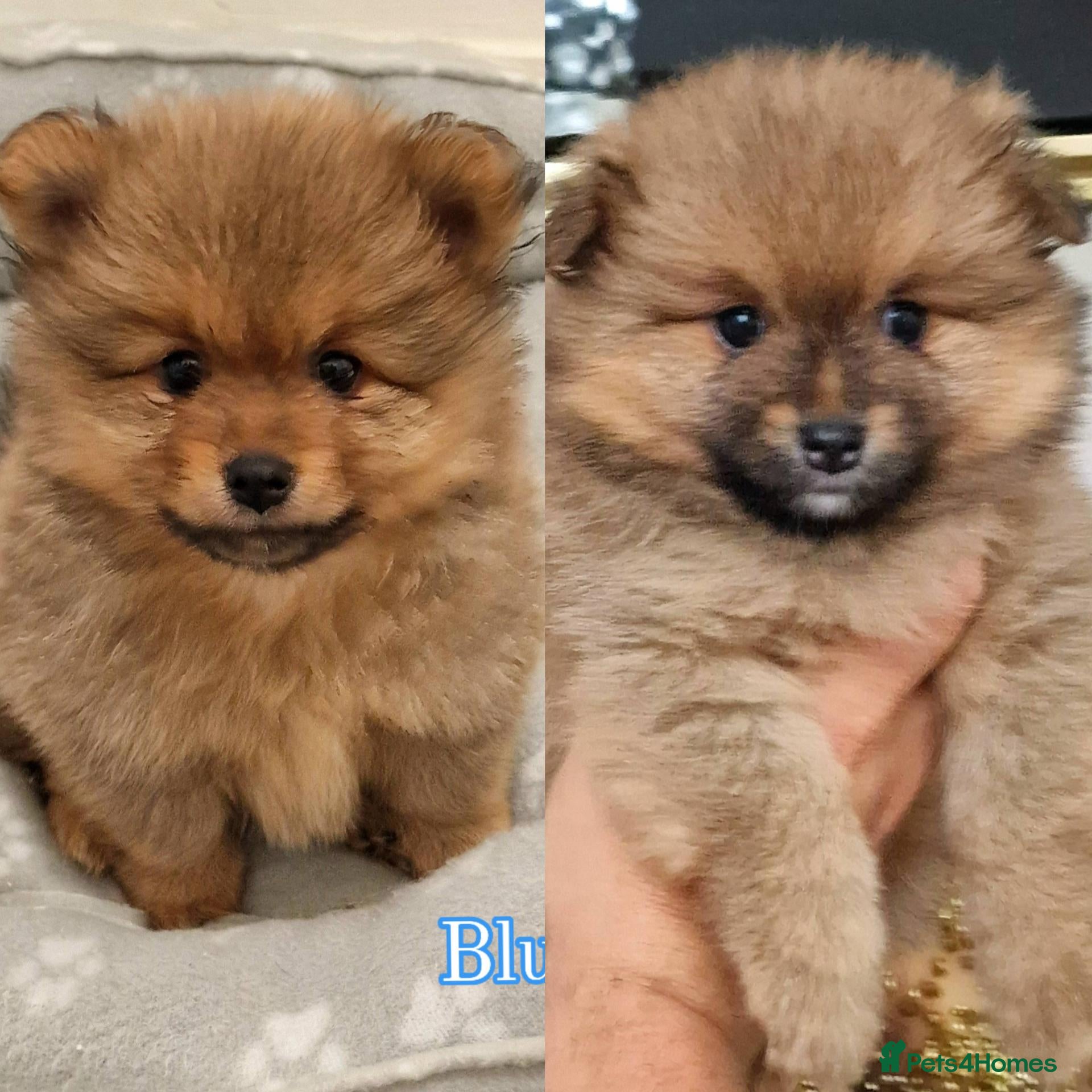 Pomeranian dogs 🐾 Beautiful Pomeranian Puppies🐾❤️ - Advert 1