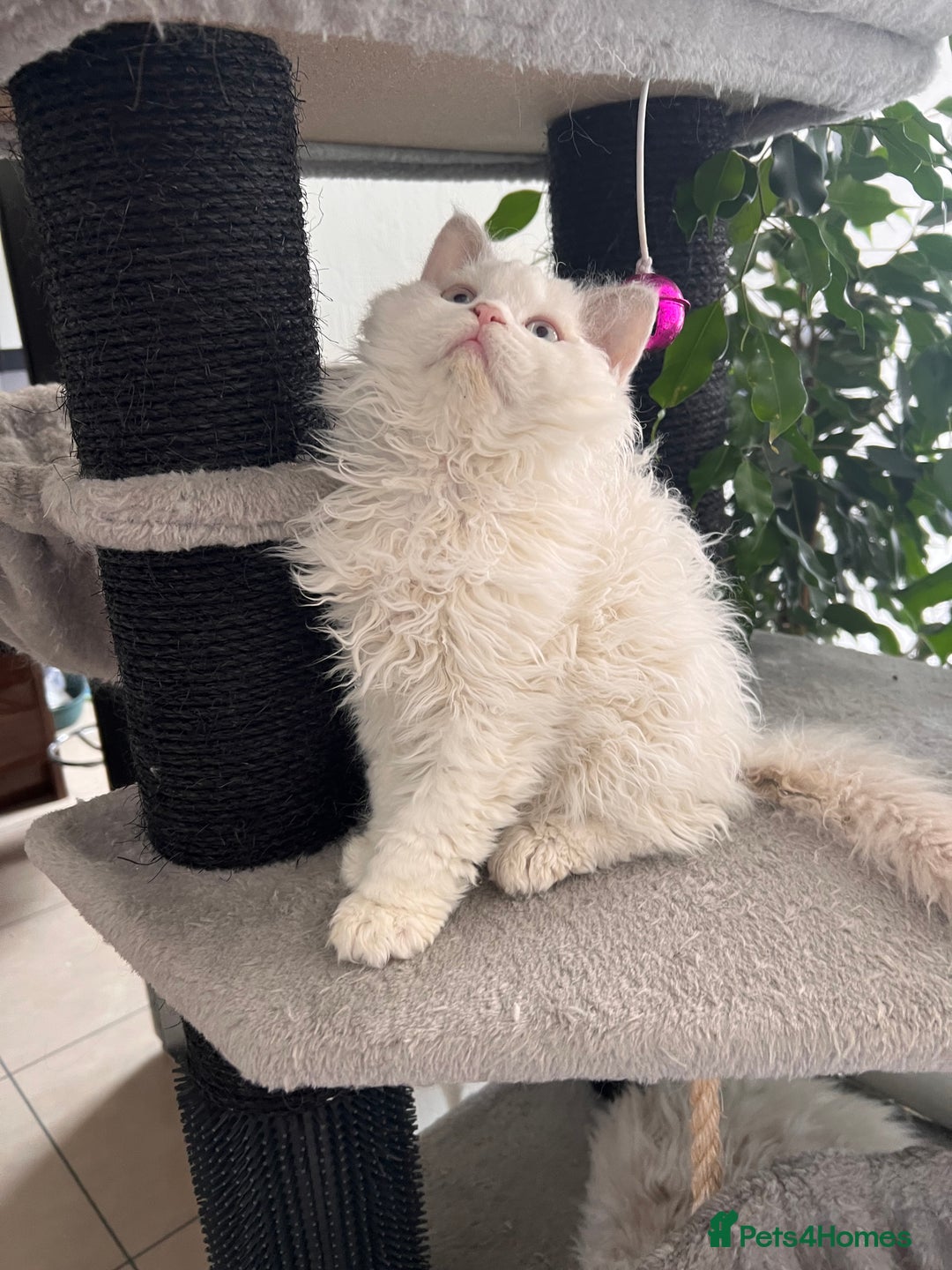 Selkirk Rex cats for sale: Gorgeous Selkirk Rex kittens - Image 36