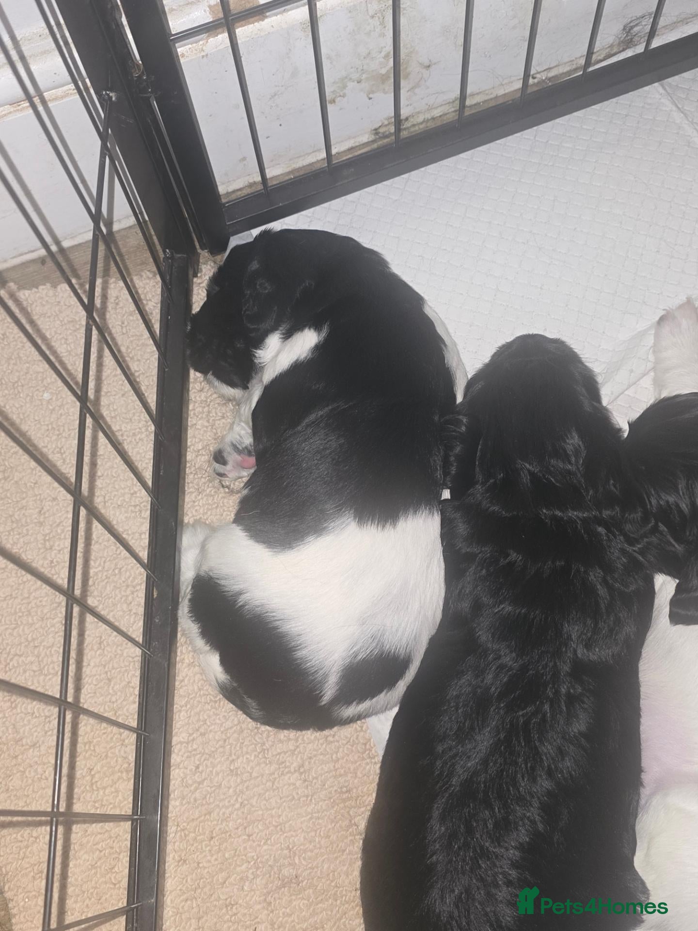 Cocker Spaniel dogs Cocker spaniel puppies*** - Advert 3