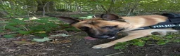 Mixed Breed dogs for sale: Dexter  in North Shields - Advert 2