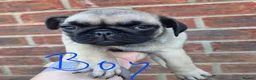Pug dogs for sale: Pugs Puppies for sale - Advert 13