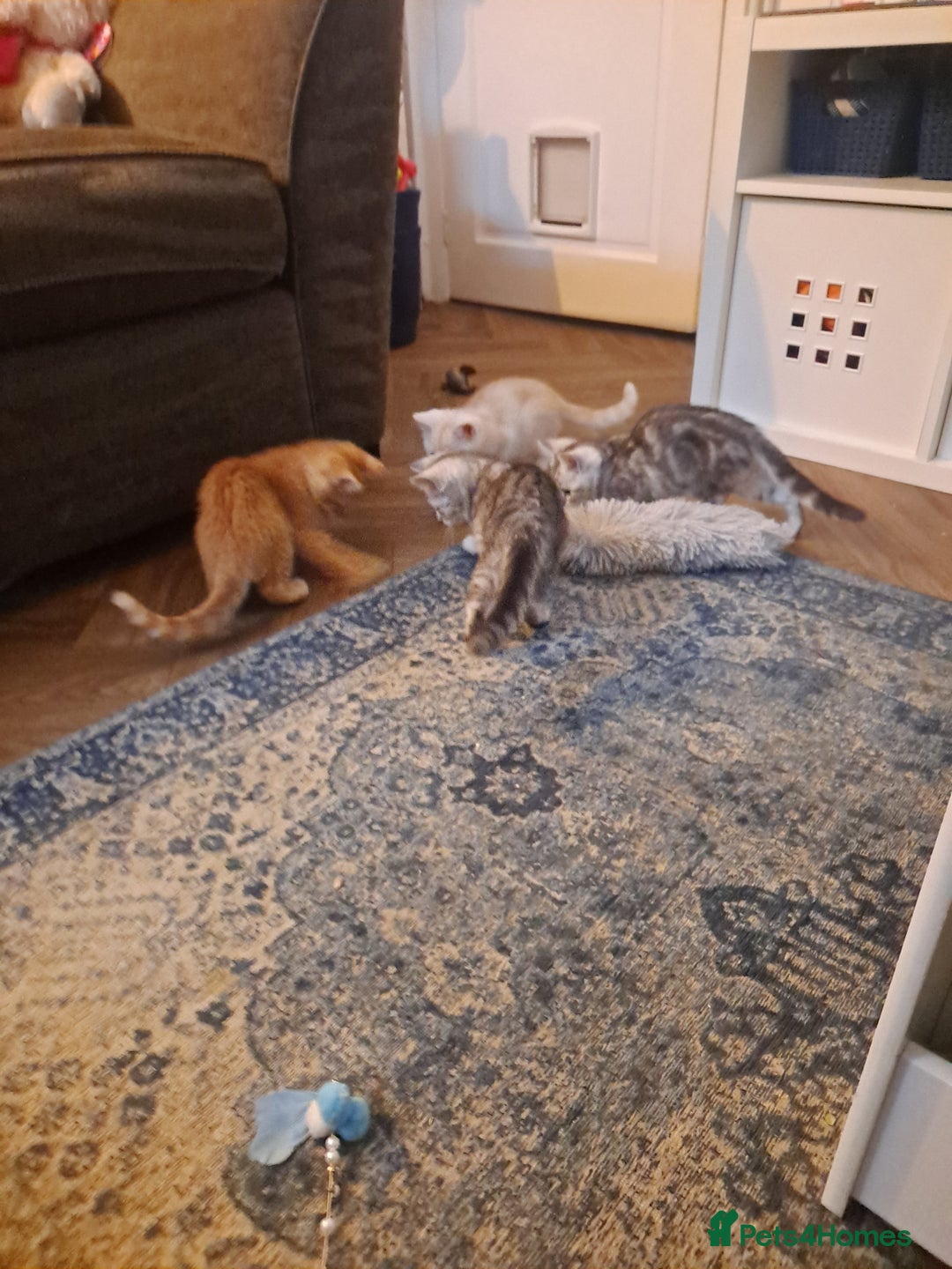 Mixed Breed cats for sale: Bengal x Persian  - Advert 8