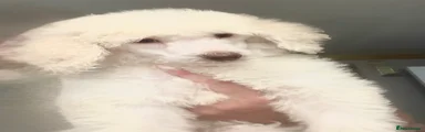 Poodle 1