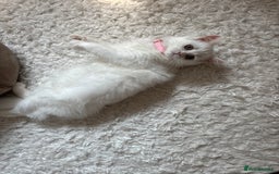 Persian cats for sale: Persian female kitten Lily  - Image 4